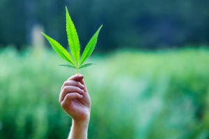 Marijuana Dispensaries